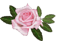 rosa - Darmowy animowany GIF