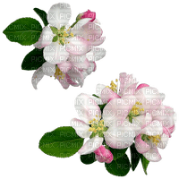 Apple Blossom - 免费PNG