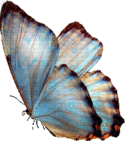 chantalmi papillon butterfly vert green bleu blue mauve purple multicolore - GIF animé gratuit