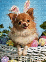 Easter-06139900 - Nemokamas animacinis gif
