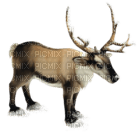 Kaz_Creations Animals Reindeer - nemokama png