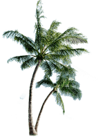 деревья - PNG gratuit