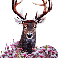 kikkapink winter deer animal - zadarmo png