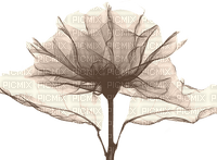 Blume Flowers - gratis png