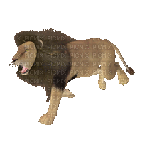 Lion Running - Free animated GIF