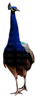 Peacock - PNG gratuit
