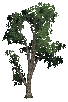 tree - Nemokamas animacinis gif