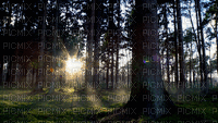 Paysage.Forêt.Forest.Landscape.Victoriabea - Ingyenes animált GIF