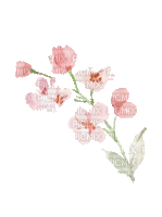 Fleur.Branche.branch.Pink.Plants.Deco.Spring.Printemps.Victoriabea - GIF animado gratis
