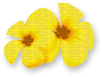 Flowers.Summer.Tropical.Yellow - 免费PNG