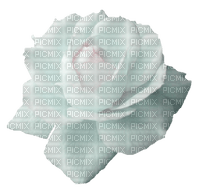 rosa branca-l - gratis png