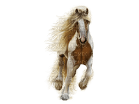 horse. horses bp - zdarma png