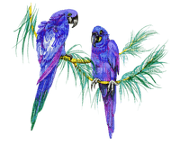 papageien milla1959 - PNG gratuit