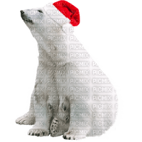 Kaz_Creations Polar Bear Christmas - PNG gratuit