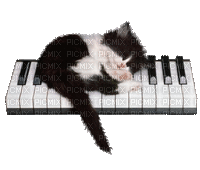 CHAT SUR PIANO - Бесплатный анимированный гифка