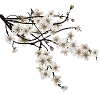 soave deco branch tree flowers spring oriental - 無料のアニメーション GIF