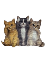 animalss cats nancysaey - gratis png