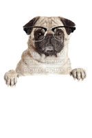 dog chien hund tube fun image animal - PNG gratuit