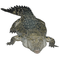 alligator - png grátis