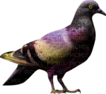 fågel-duva - PNG gratuit