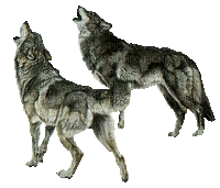 Kaz_Creations Animals Wolves - Gratis animeret GIF