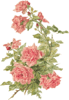 blommor- rosor---flowers-pech-roses - PNG gratuit