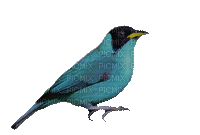 Beautiful Blue Bird - 無料のアニメーション GIF