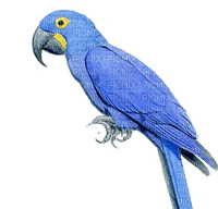 parrot katrin - PNG gratuit