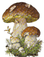 Pilze, Herbst, - png gratis