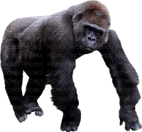 Kaz_Creations Monkey Animals - besplatni png
