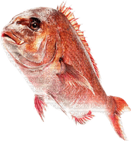 gala aquatic animals - zdarma png