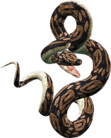 snakes bp - Free PNG
