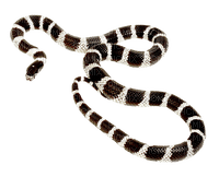 Kaz_Creations Snake - png gratis
