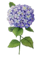 Hortensie, Blume - kostenlos png
