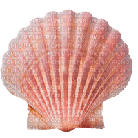 seashell Bb2 - Free PNG