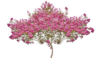 tube arbre - png grátis