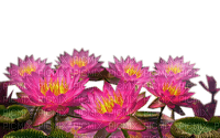 Rena pink Seerosen Flowers Blumen Lotus - 無料png
