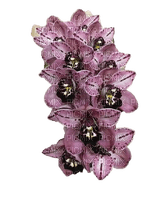 orchids - zadarmo png