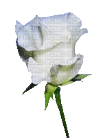 rose blanche - GIF animado grátis