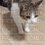 cat fall - Gratis geanimeerde GIF