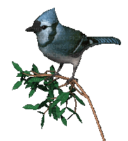 Pájaro - Besplatni animirani GIF