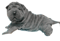 Shar Pei Puppy - Free PNG