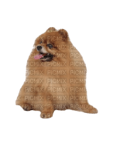 Pomeranian - 無料png