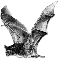 soave deco bat gothic halloween black white - gratis png
