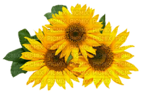 Sunflower - gratis png