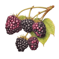 blackberries Bb2 - png gratis