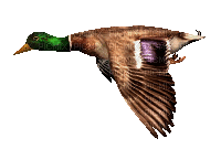 bird (created with gimp) - Gratis animeret GIF