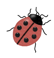 coccinelle - darmowe png