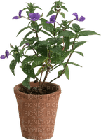 Bloemen en planten - png ฟรี
