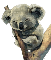 Koala - nemokama png